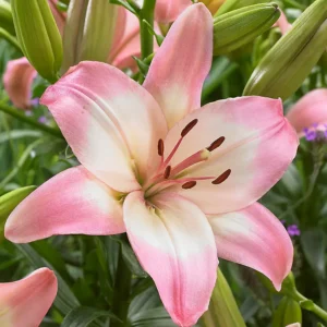 All Flowers