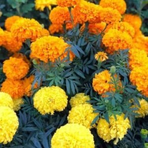 Merogolds